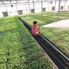 科技赋能，服务先行 现代农业跨越提升中的技术推广服务新范式